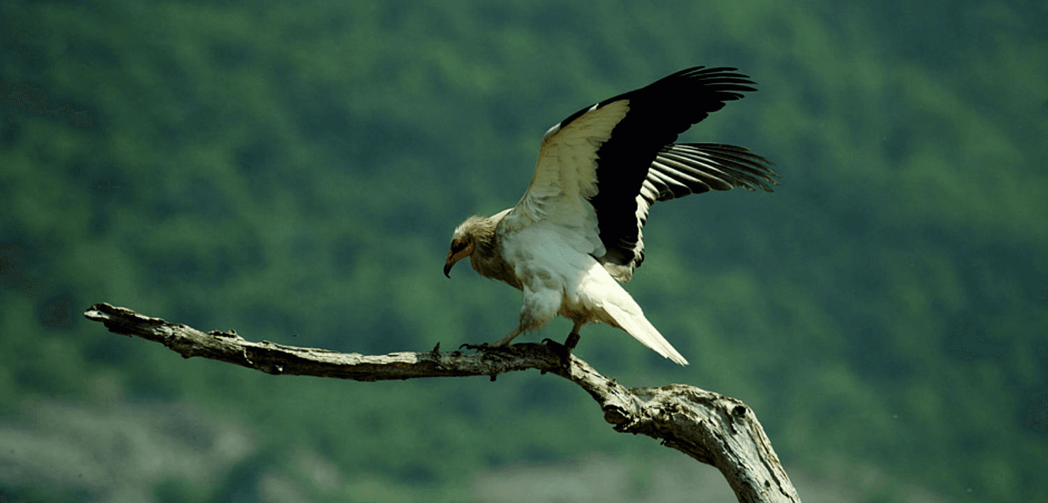 Thol Lake Bird Sanctuary